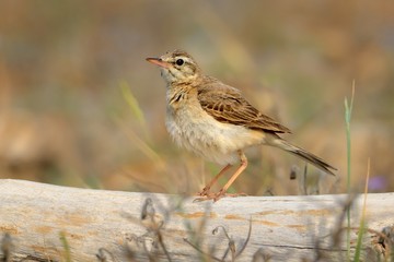Tawny Pipit - Anthus campestris sitting on the summer meadow.