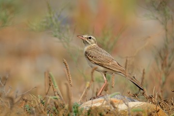 Tawny Pipit - Anthus campestris