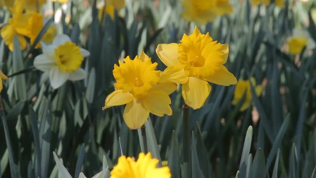 Closeup of yellow daffodils in a slight breeze