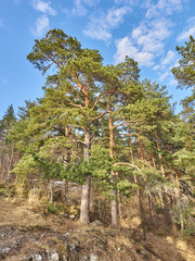 Pine forest in spring