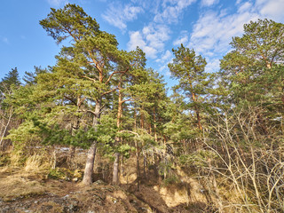 Fototapeta na wymiar Pine forest in spring