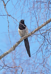 magpie on the tree