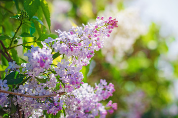Blooming lilac in the sun