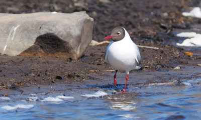 seagull on the river bank