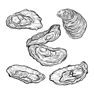 Oyster shell set. Engraved style. Isolated on white background. Vector illustration 