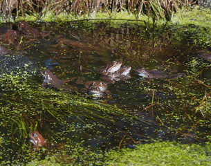 frog in the pond