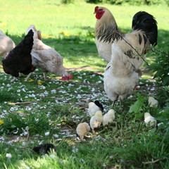 chickens birds in the wild with their chicks on the farm