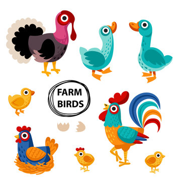 farm birds family cartoon flat illustration. rooster hen chicken egg, goose, turkey. Vector illustration isolated on white background