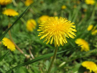 Dandelion flowers in green grass. Sunny meadow with dandelions