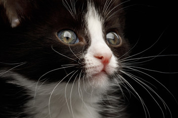 Closeup Portrait of Black with white Kitten with beautiful eyes on isolated background, front view