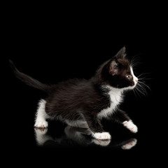 Black with white Kitten with beautiful eyes Looking playful on isolated background, side view