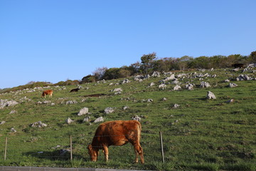 四国カルスト　天空の道