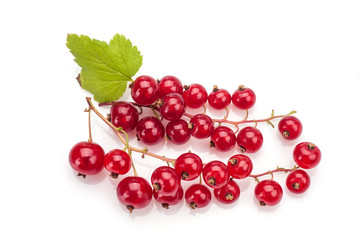 Red currant