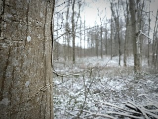 Forêt neige 3