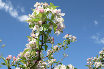 blooming apple trees in spring garden with flowers natural