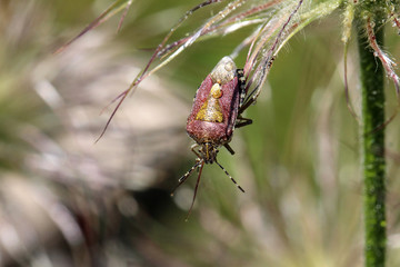 The beetle crawls on the plant