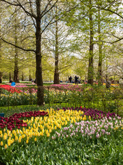 Plakat Colorful flowers in the Keukenhof Garden in Lisse, Holland, Netherlands.