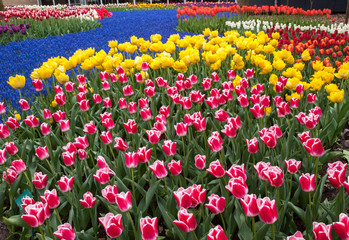  Colorful flowers in the Keukenhof Garden in Lisse, Holland, Netherlands.