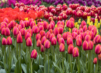 colorful tulips flowers blooming in a garden