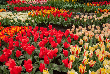 colorful tulips flowers blooming in a garden