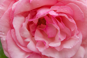 Macro di una splendida rosa di colore rosa