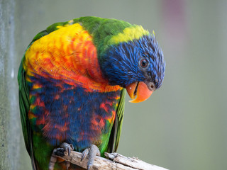 Loriquet © photoloulou91