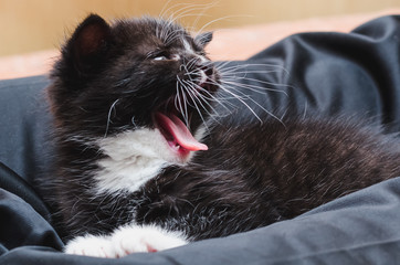 A small black and white cat with white mustache yawns on a dark pillow
