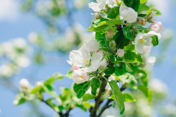 Blossoming garden, flowers of apple tree