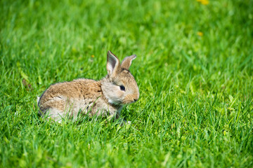 Cute rabbit with flower dandelion sitting in grass. Animal nature habitat, life in meadow. European rabbit or common rabbit.