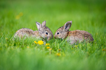 Cute two little hare sitting in the grass. Picturesque habitat, life in the meadow.