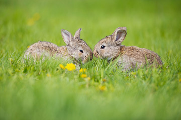 Naklejka na ściany i meble Cute two little hare sitting in the grass. Picturesque habitat, life in the meadow.