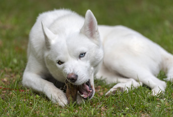 Obraz premium White Husky lying on the grass at a park