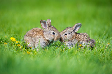 Cute two little hare sitting in the grass. Picturesque habitat, life in the meadow.