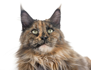 maine coon cat