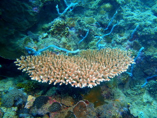Naklejka na ściany i meble Stone coral