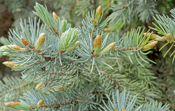 Branch of fir-tree