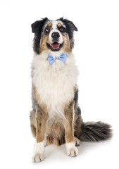 australian shepherd in studio