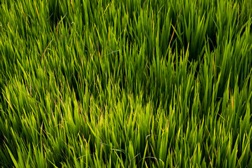 Obraz premium Rice field , The beautiful of rice field from the top view background in Thailand.