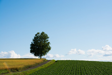 畑の中のシラカバの木