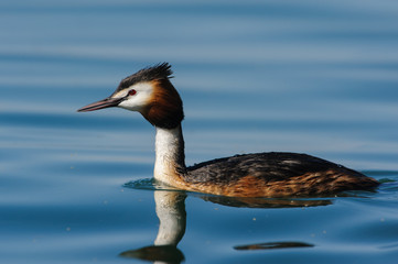 (Podiceps cristatus) Great Crested Grebe photographed in its natural environment, water.