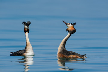 Moment of love for (Podiceps cristatus) Great Crested Grebe. The courtship phase takes place with the two subjects facing each other. In this photo with a blue background.
