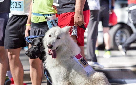 Dogs And Owners At Marathon Start