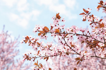 Blossoming spring tree, closeup