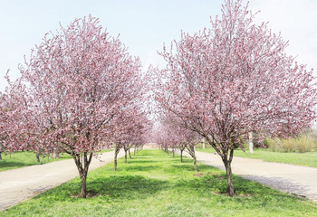 Blossoming spring trees in park