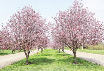 Naklejka premium Blossoming spring trees in park