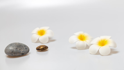Frangipani flowers on white background. Concept for spa background