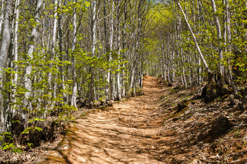 Sendero y bosque de castaños en primavera. Castanea sativa. Las Médulas. El Bierzo, León, España.