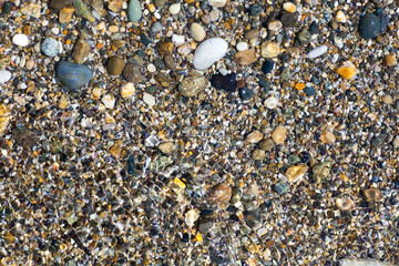 Sea shells, corals, pebble stones for background