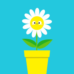 White daisy chamomile with smiling face head. Cute flower pot plant collection. Love card. Cute cartoon funny character. Camomile icon Growing concept. Flat design. Blue background.