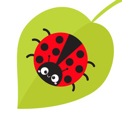Cute cartoon lady bug sitting on green leaf. Cute icon. Cartoon funny character. Smiling face. White background. Isolated. Baby illustration. Flat design.
